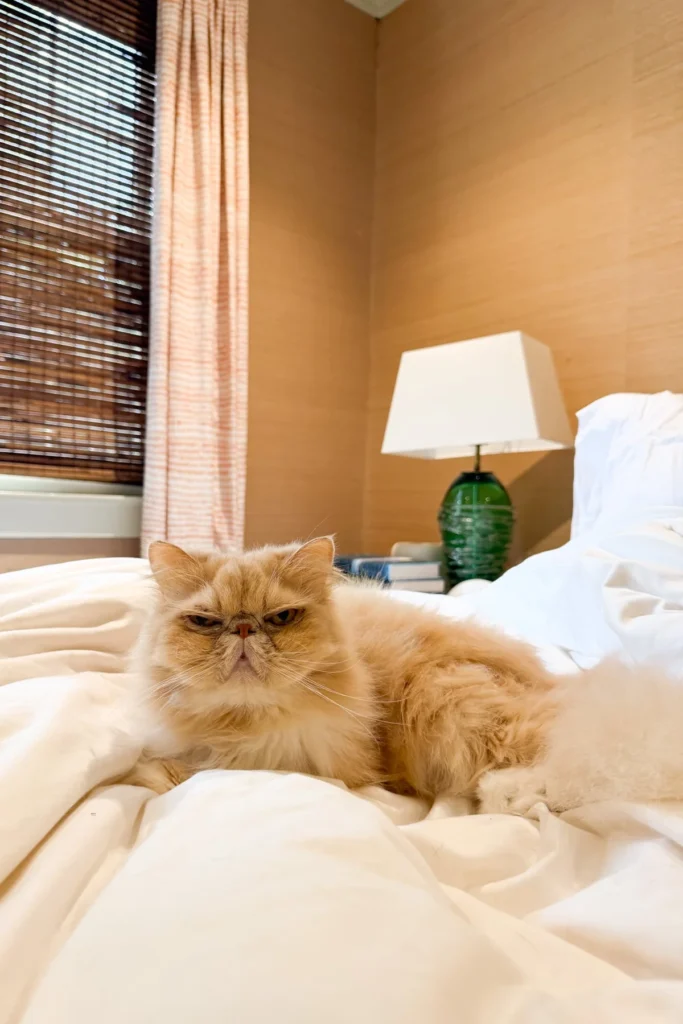 Cream Persian cat lounging on a rumpled white bed