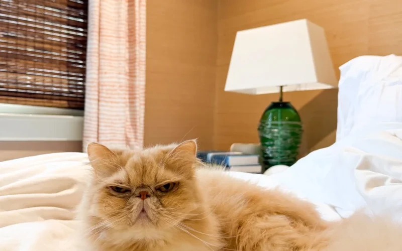 Cream Persian cat lounging on a rumpled white bed