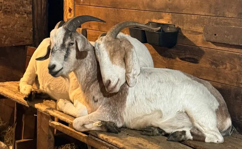 A Nebraska Goat Rescue Where Nobody Is Forgotten — And You Can Do Yoga With Goats