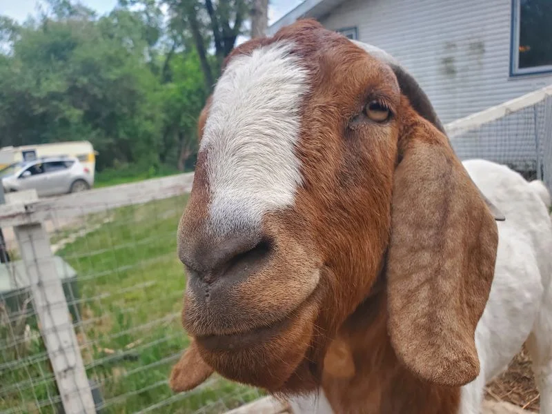 Close-up of a brown and white goat's face in a fenced yard