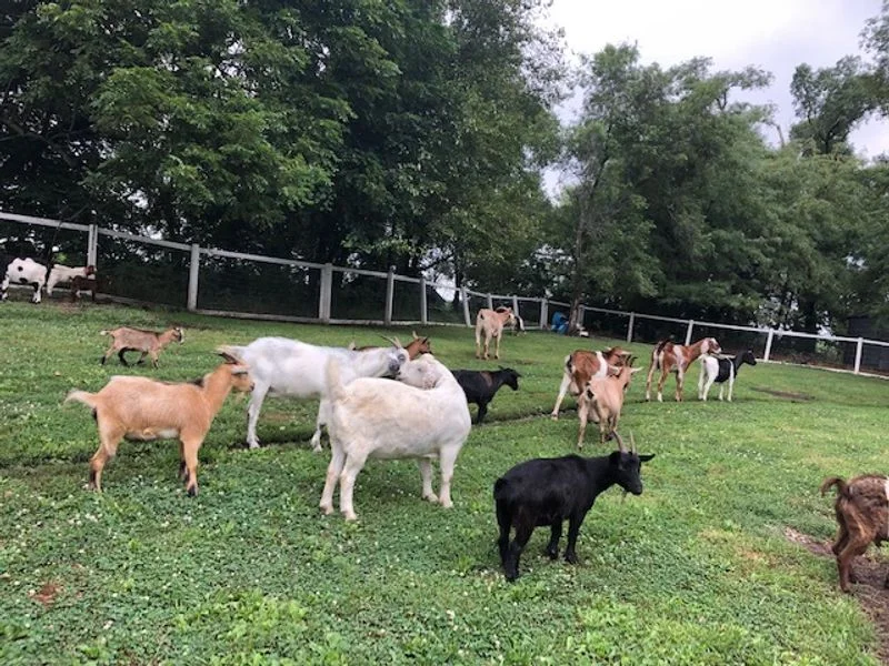 A herd of goats grazing in a fenced grassy field