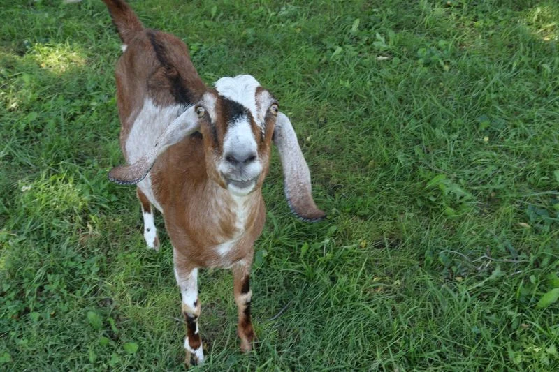 Brown and white goat standing in green grass looking up